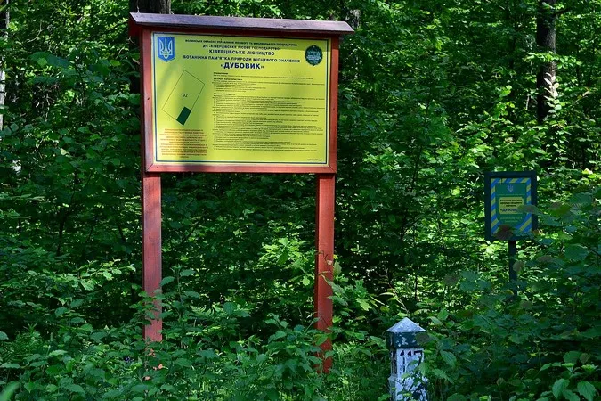 Еталонні дерева та рідкісні рослини: розповіли про унікальний куточок природи на Волині (фото)