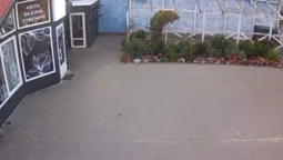 У Шацьку жінка безсоромно обчистила клумбу біля квіткового магазину (відео)