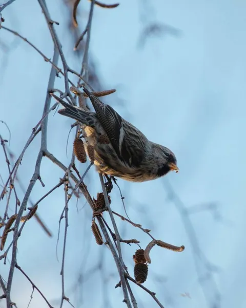 Фотографи показали засніжену природу Луцька