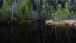 З чорною водою і булькотить: що приховує Мертве озеро в Карпатах (фото)