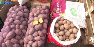 Робота в мінус: скільки коштує картопля на ринку в Луцьку (відео)