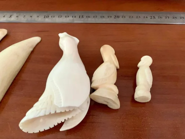 У Києві в міжнародних посилках виявили бивень моржа і зуби кашалотів (фото)