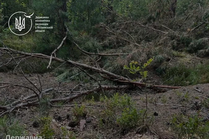 На Волині виявили масштабне нищення лісу: збитків – понад 1,3 млн грн (фото)