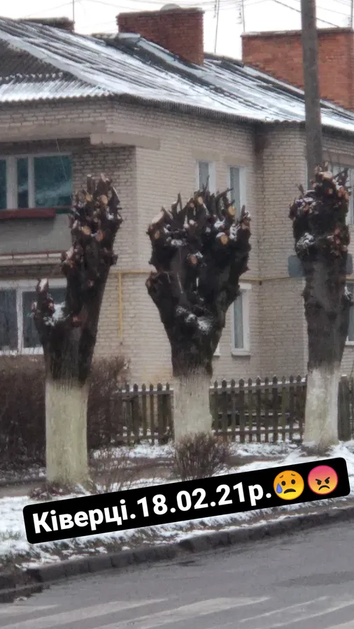 Варварське кронування дерев тепер і в Ківерцях: місцеві нарікають на роботу комунальників (фото)