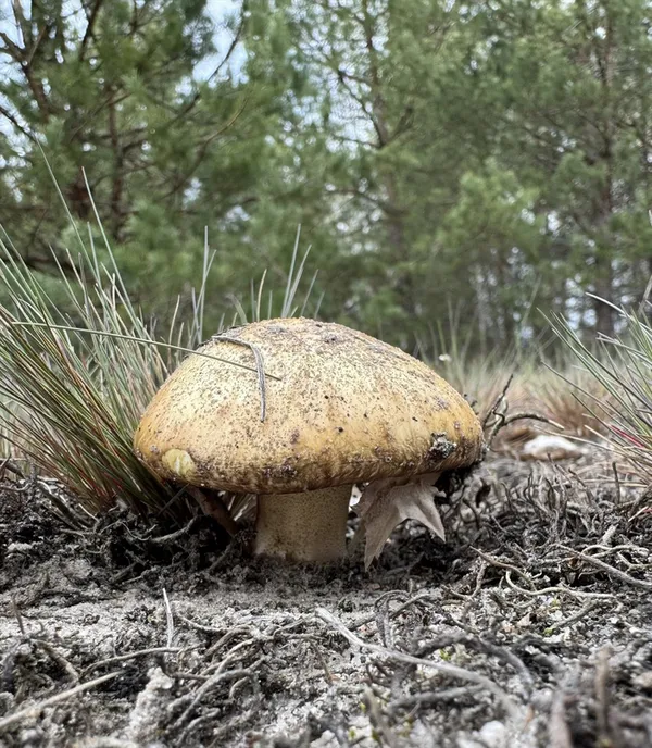 У лісах на Поліссі почали рости перші маслюки (фото)