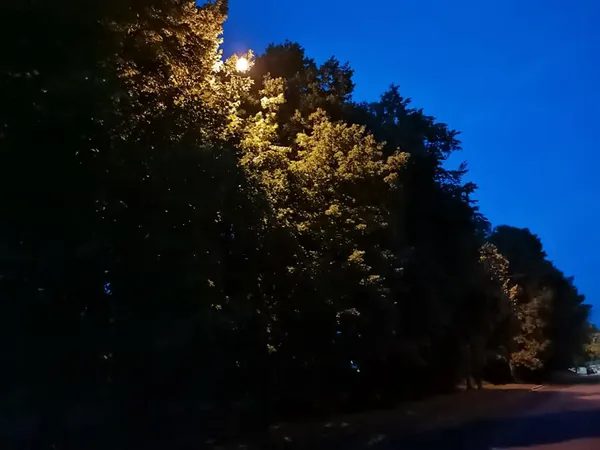 Хащі і вимкнені ліхтарі: лучани скаржаться на темряву на Даньшина (фото)