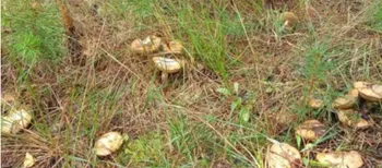 Один на одному: на Волині «здали» грибне місце, де ростуть маслюки (фото)