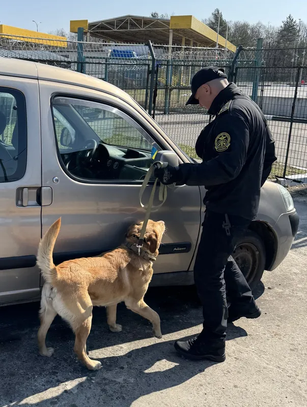 Службові собаки волинських митників допомогли викрити чергових любителів «зілля» на кордоні (фото)