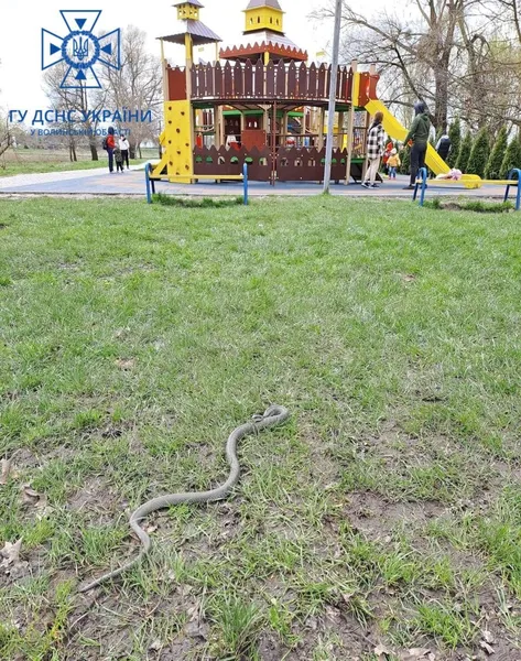 Холоднокровна знахідка на дитмайданчику налякала мешканців Володимира (фото)