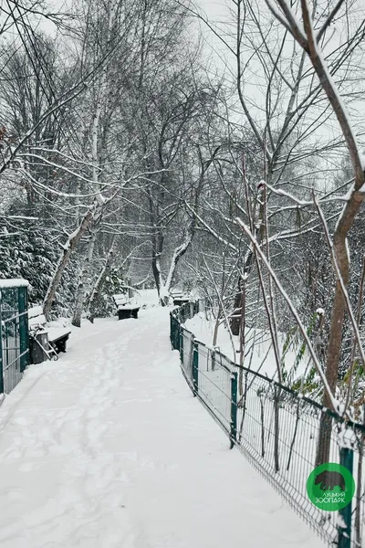 Який вигляд має засніжений Луцький зоопарк (фото)