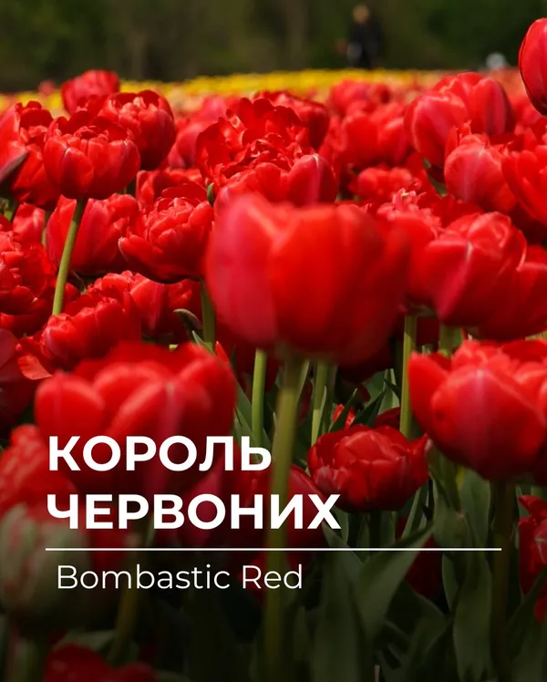 Фестиваль тюльпанів: у «Квітолісі» на Волині росте «квітка кохання» (фото)
