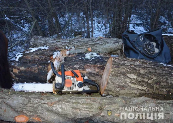 У лісі на Волині зрубали 59 сосен (фото, відео)