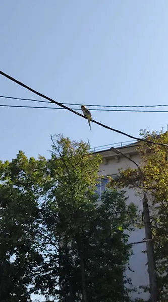 У центрі Луцька помітили папугу-втікача (фото)