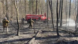 Шкода від лісових пожеж більша, ніж від незаконних рубок, – головний лісівник Волині (фото)