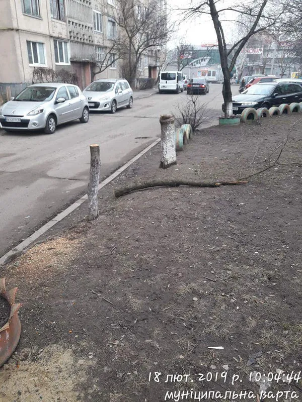 У луцькому дворі незаконно зрізали дерева (фото)