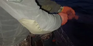 Понад 800 метрів сіток: на Світязі виявили 15 браконьєрських знарядь лову