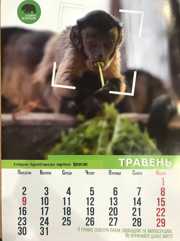 Рік тигра: «Луцький зоопарк» випустив календар на 2022 рік (фото)