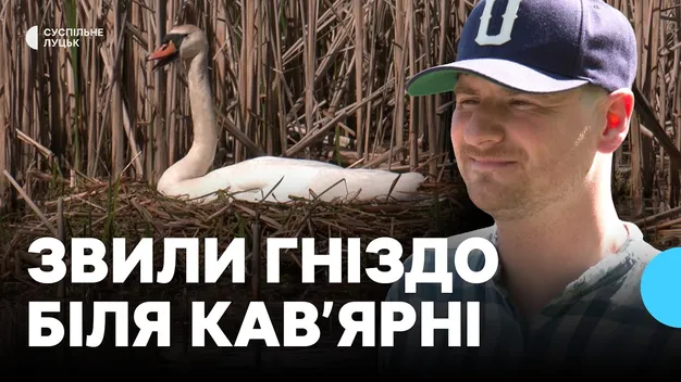 У луцькому парку пара лебедів облаштувала гніздо (відео)