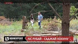 Вирубали ліс, щоб посадити лохину: як на Волині дають в оренду землю
