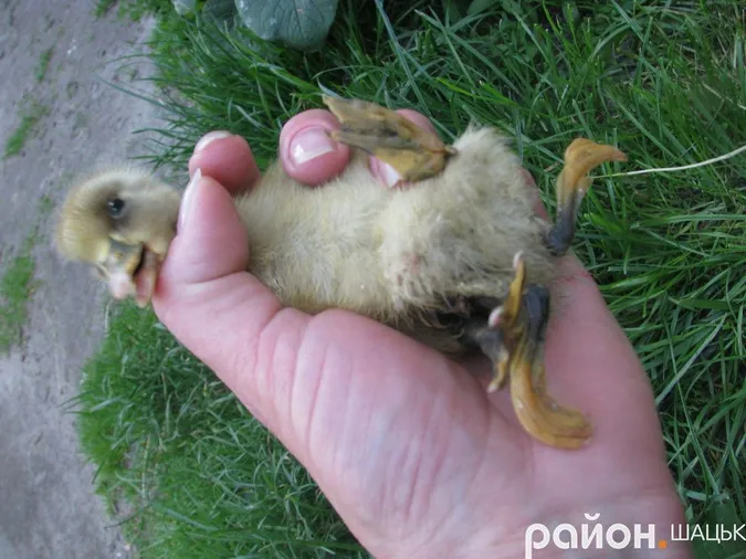 На Волині народилась страшна аномальна тварина із зайвими ногами (фото)