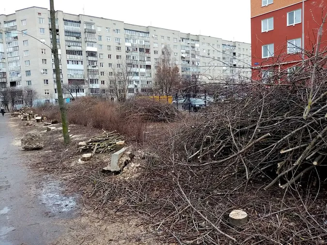У Луцьку біля храму зрізали 30 дерев: чи законно (відео)