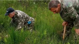 У Шацькому нацпарку росте унікальна Пухівочка альпійська (фото)