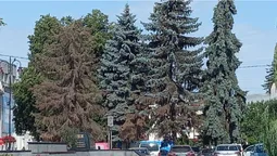 У центрі Луцька зріжуть стару ялинку, яка висохла (фото)