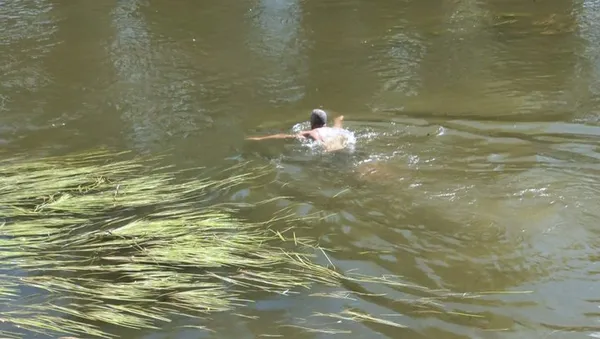 Водорості плутають ноги: в якому стані центральний пляж Луцька (відео)