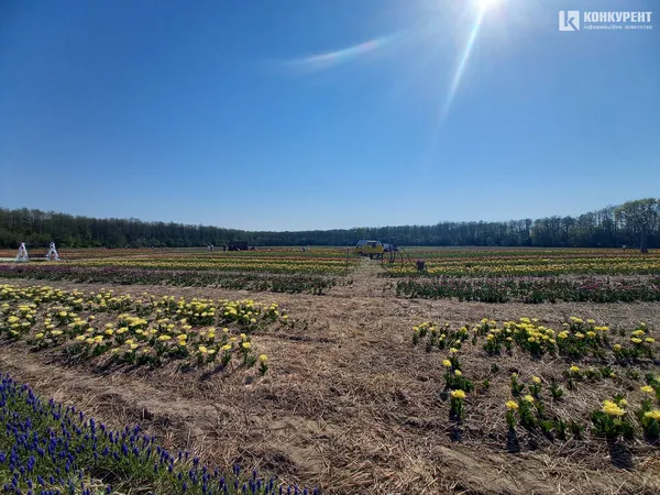 Море квітів: «Волинська Голландія» стартувала (фото)