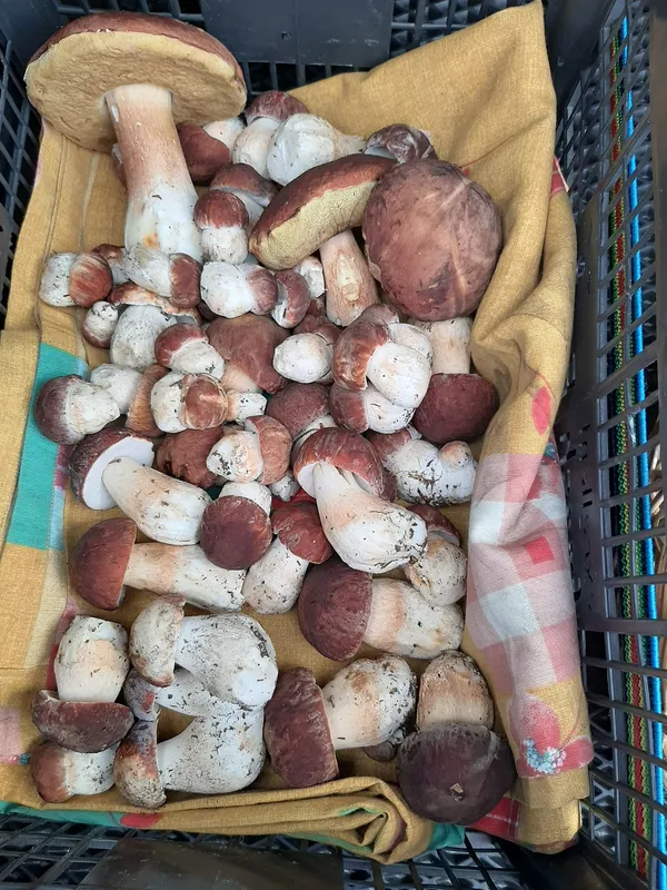 🍄 У якому лісі на Волині назбирали повний кошик білих грибочків (фото)