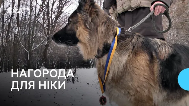 Вівчарка луцьких гвардійців отримала медаль «За віддану службу»