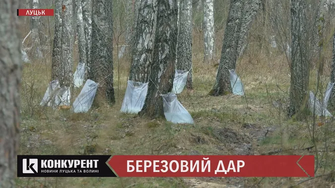 Корисний і без ГМО: як у Маневицькому лісгоспі видобувають та консервують березовий сік (відеорепортаж)