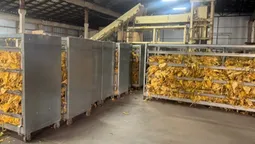 На Волині вилучили 6 тонн тютюну на 3 мільйони: судитимуть двох братів за нелегальний бізнес (фото)