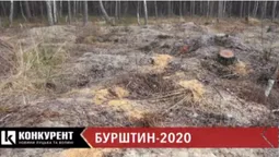 "Сонячне каміння": що коїться на бурштинових землях Волині (відео)