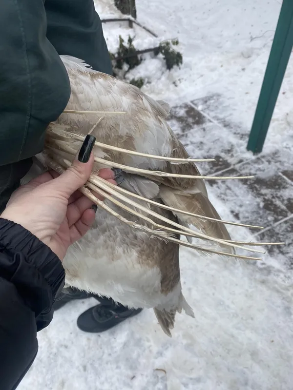 В дитинстві йому викрутили суглоб: у Луцькому зоопарку – поповнення пернатих (фото)