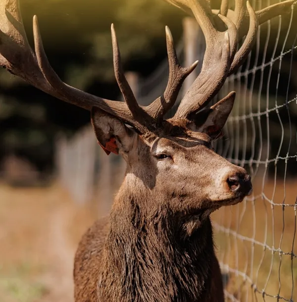 🦌 Скільки коштує відпочинок на волинській оленячій фермі (фото)