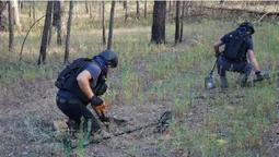 Як сапери з Волині розміновують ліс на Донеччині (фото)