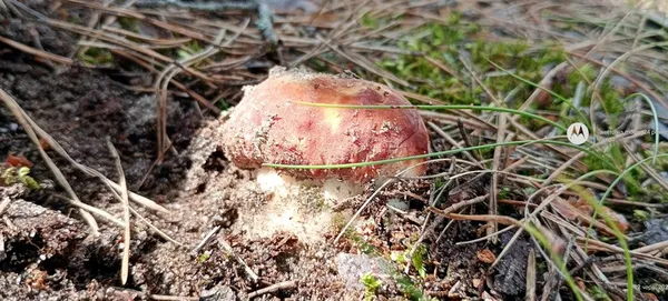 На Волині – грибний бум: соцмережі рясніють «трофеями» з лісу (фото)