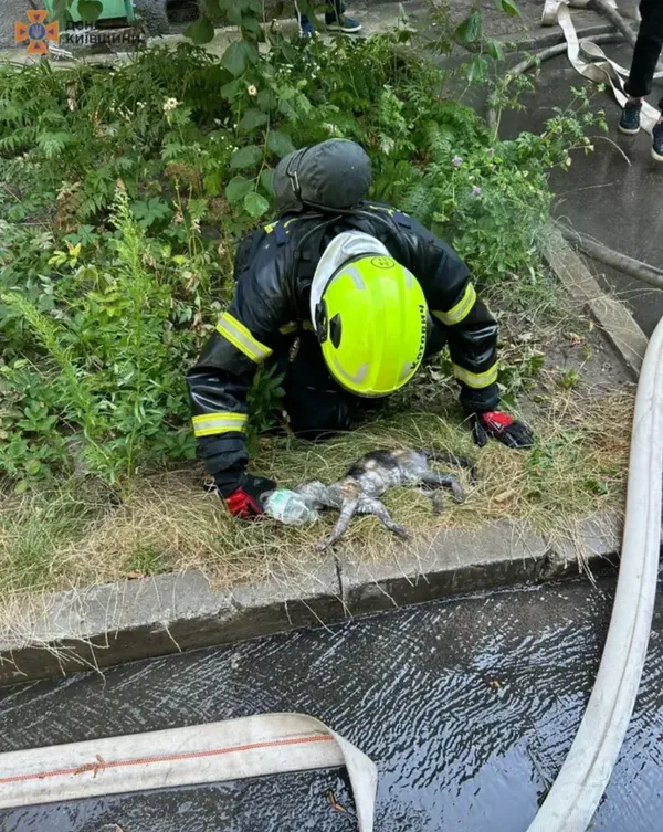 Кожне життя важливе: під Києвом ДСНС під час пожежі врятували котика