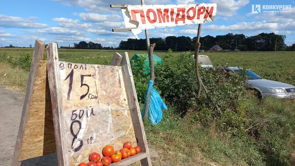 Під Луцьком просто з поля продають помідори: як і за скільки їх купити (фото)