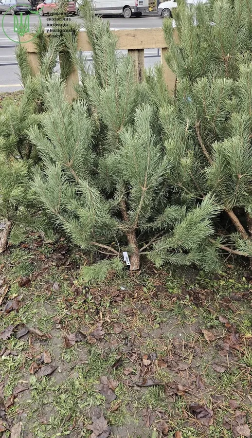 🎄Ялинки-нелегалки: на Волині перевірили точки продажу святкових деревець
