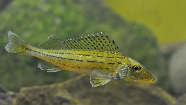 У річках Полісся водиться риба-ненажера, з якої варили смачнющу юшку (фото)