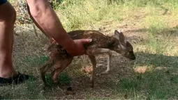 На Світязі врятували козулю, яка ледь не потонула в озері (фото)