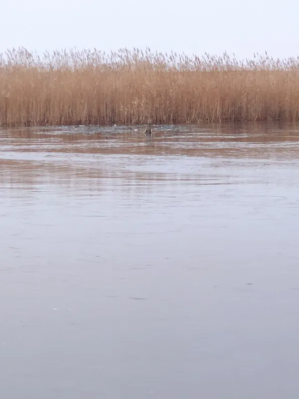 Під Луцьком небайдужі чоловіки врятували від смерті молоду козулю (фото)