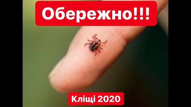 Наступ кліщів: чим загрожує укус та як вберегтися (відео)