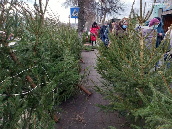 Один день до свята: скільки коштують ялинки біля Старого ринку у Луцьку (фото)