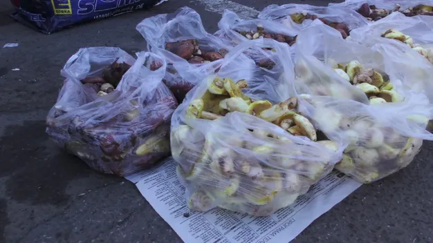 Мало і дорого: які гриби і за скільки продають на луцьких ринках (відео)