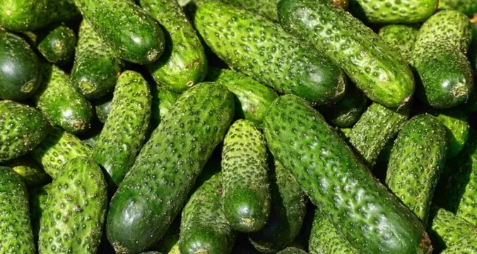 Ціни на огірки в Україні зростають третій тиждень поспіль