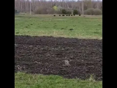 Відео дня: у селі під Луцьком дикі кабанчики гуртом вибігли із лісу