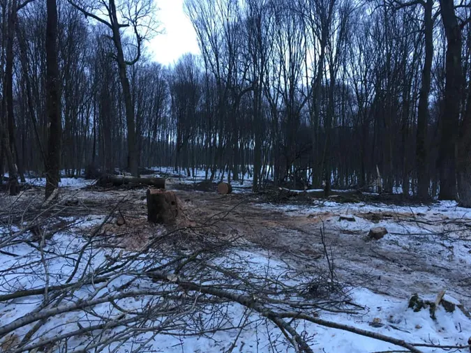 Під Луцьком знищують 200-літні дуби (фото)